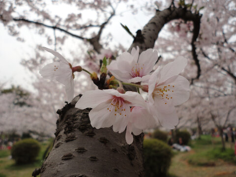 樱花