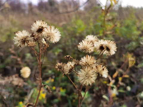 野草籽花