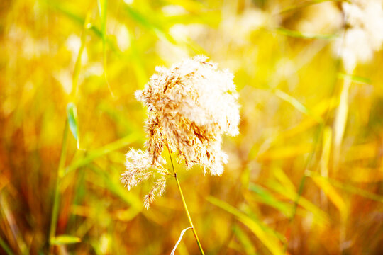 芦苇花特写