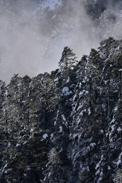 雪山冷杉