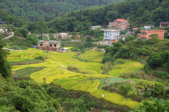 南安金淘乡村秋色