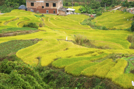 福建梯田风光