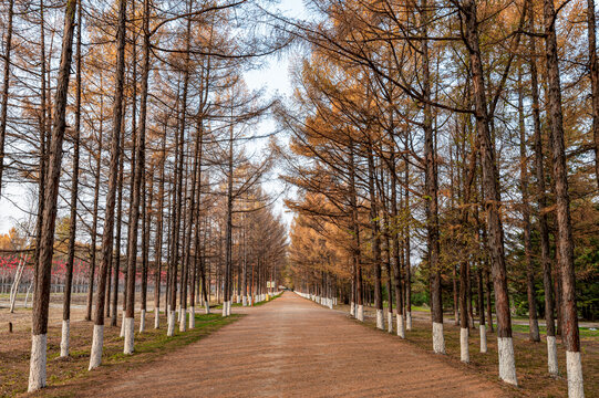 中国长春百木园秋季风景