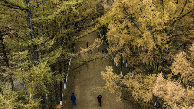 中国长春百木园秋季风景