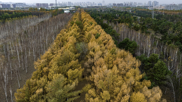 中国长春百木园秋季风景