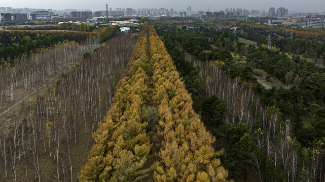 中国长春百木园秋季风景