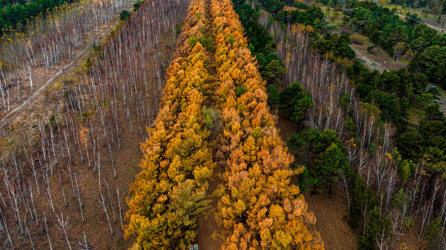 中国长春百木园秋季风景