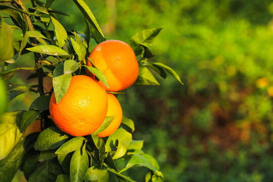 橙子果树