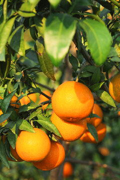 爱媛橙子树