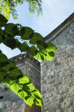 植物叶子