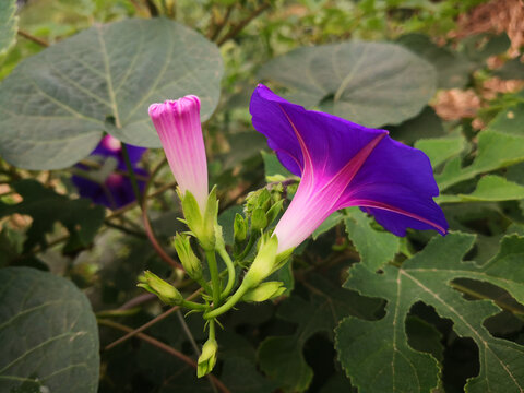 牵牛花紫色蕊花相伴