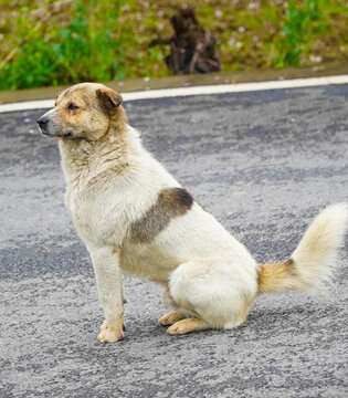 土狗