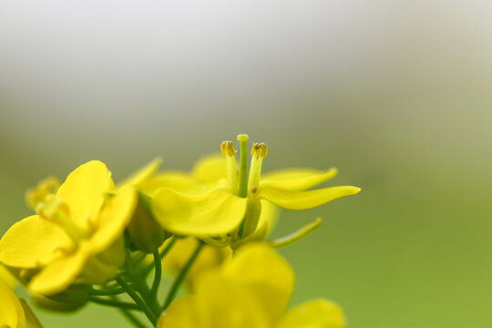 花芯