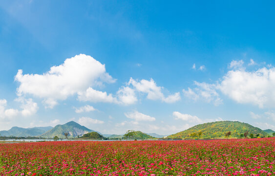 铜鉴湖花海