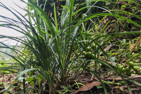 野生麦冬