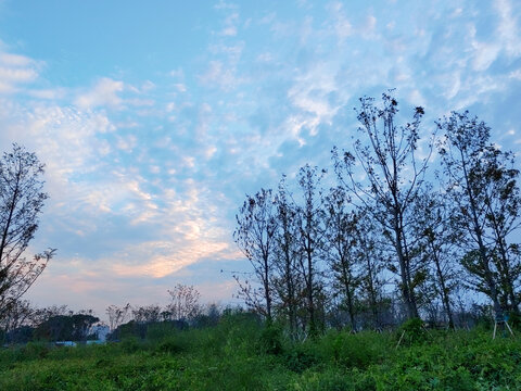 树木草地鱼鳞云