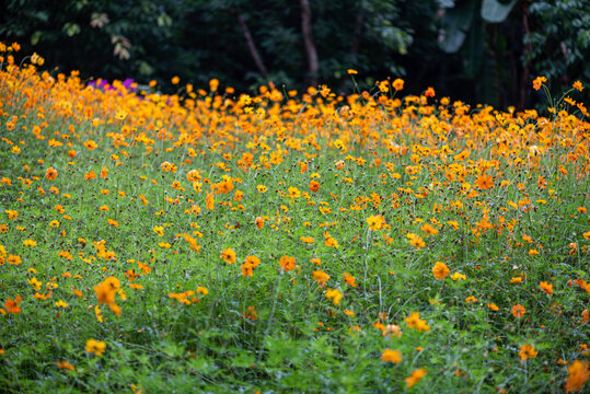 黄秋英鲜花微距特写