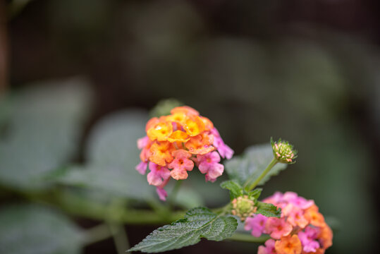 马樱丹鲜花微距特写