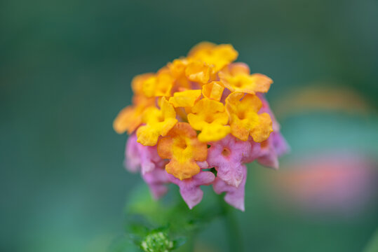 马樱丹鲜花微距特写