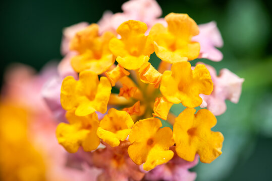 马樱丹鲜花微距特写