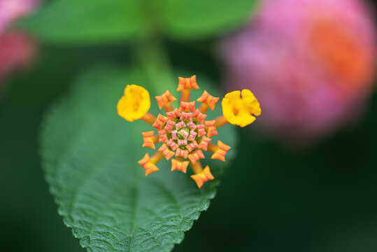 马樱丹鲜花微距特写