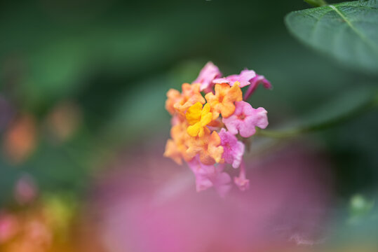 马樱丹鲜花微距特写