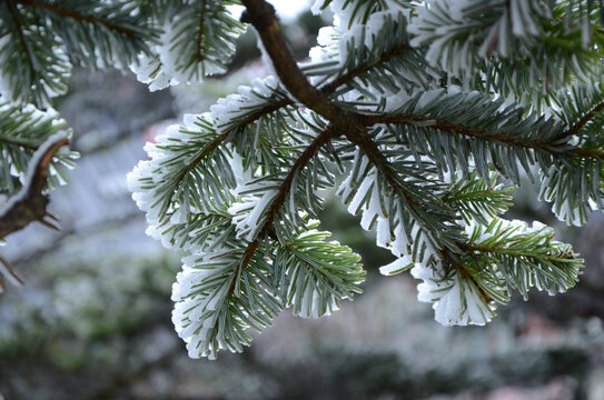 大雪压青松