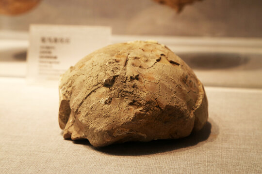 旧石器时期水龟化石