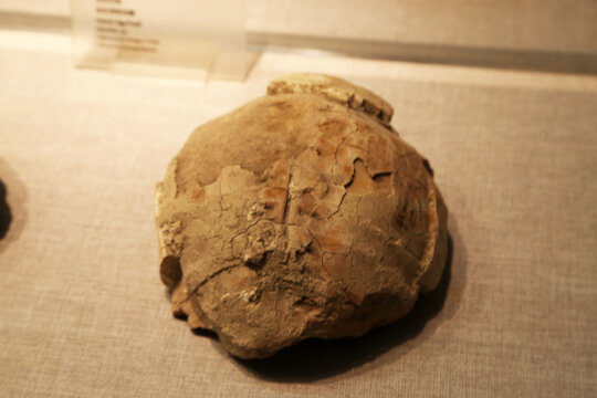 旧石器时期水龟化石