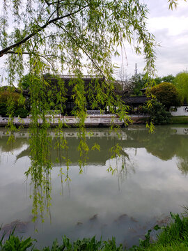 垂柳湖岸若隐若现的岩石