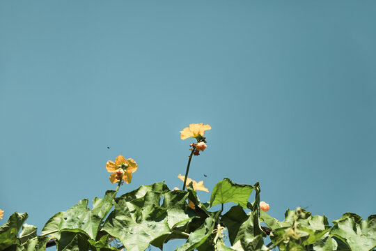 丝瓜花