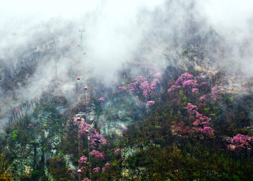 武当山春花烂漫