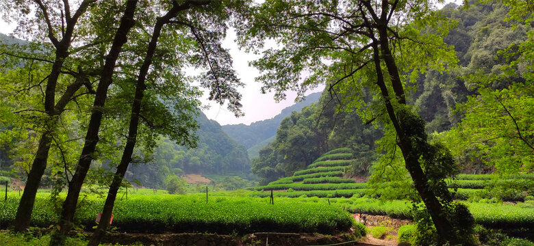 绿色茶田茶树