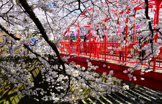 樱花季日本