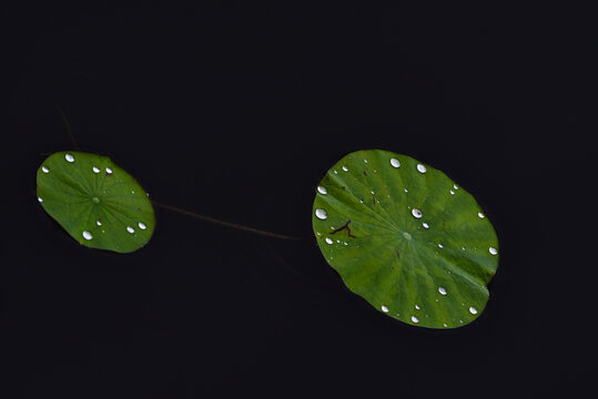 荷塘荷叶露珠细雨意境