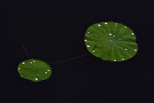 荷塘荷叶露珠细雨意境