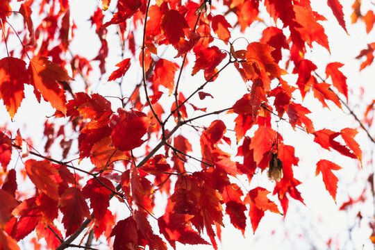 秋季红叶枫树
