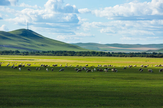 光影草原放牧羊群