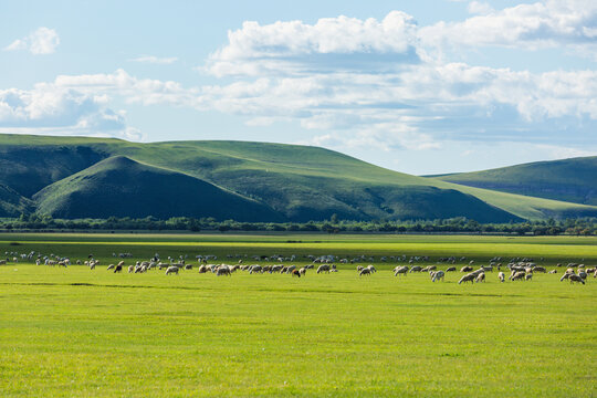 夏季牧场羊群放牧