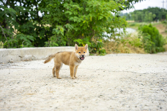 柴犬幼犬