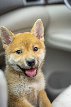 汽车里的柴犬幼犬特写