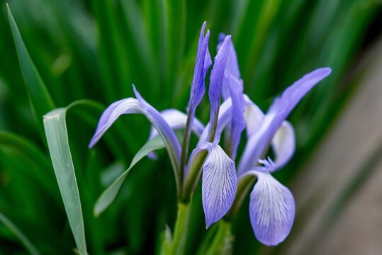 马兰花