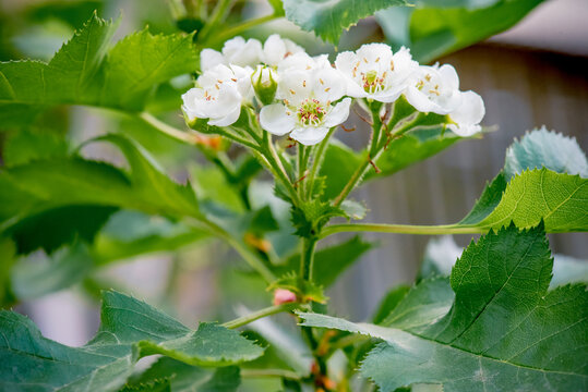 山楂花