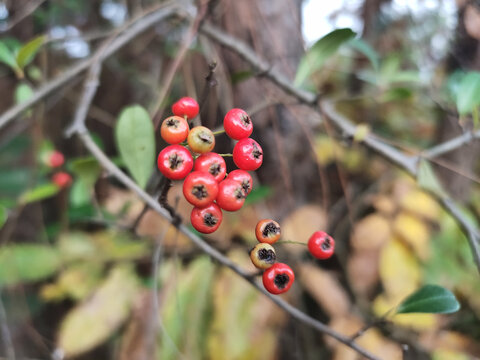 木瓜籽果实特写