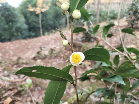 茶花特写