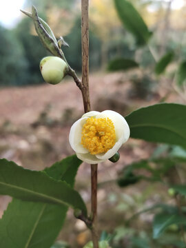 茶花与茶叶