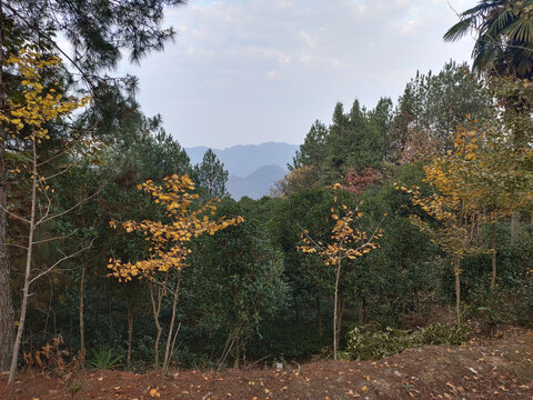 银杏树与绿植远山