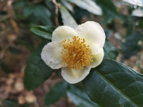 盛开的茶花