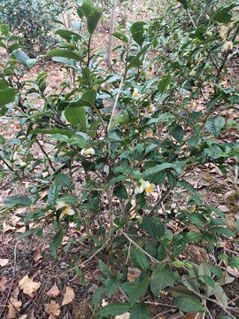 茶花与茶树