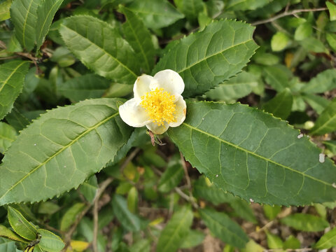 茶花特写